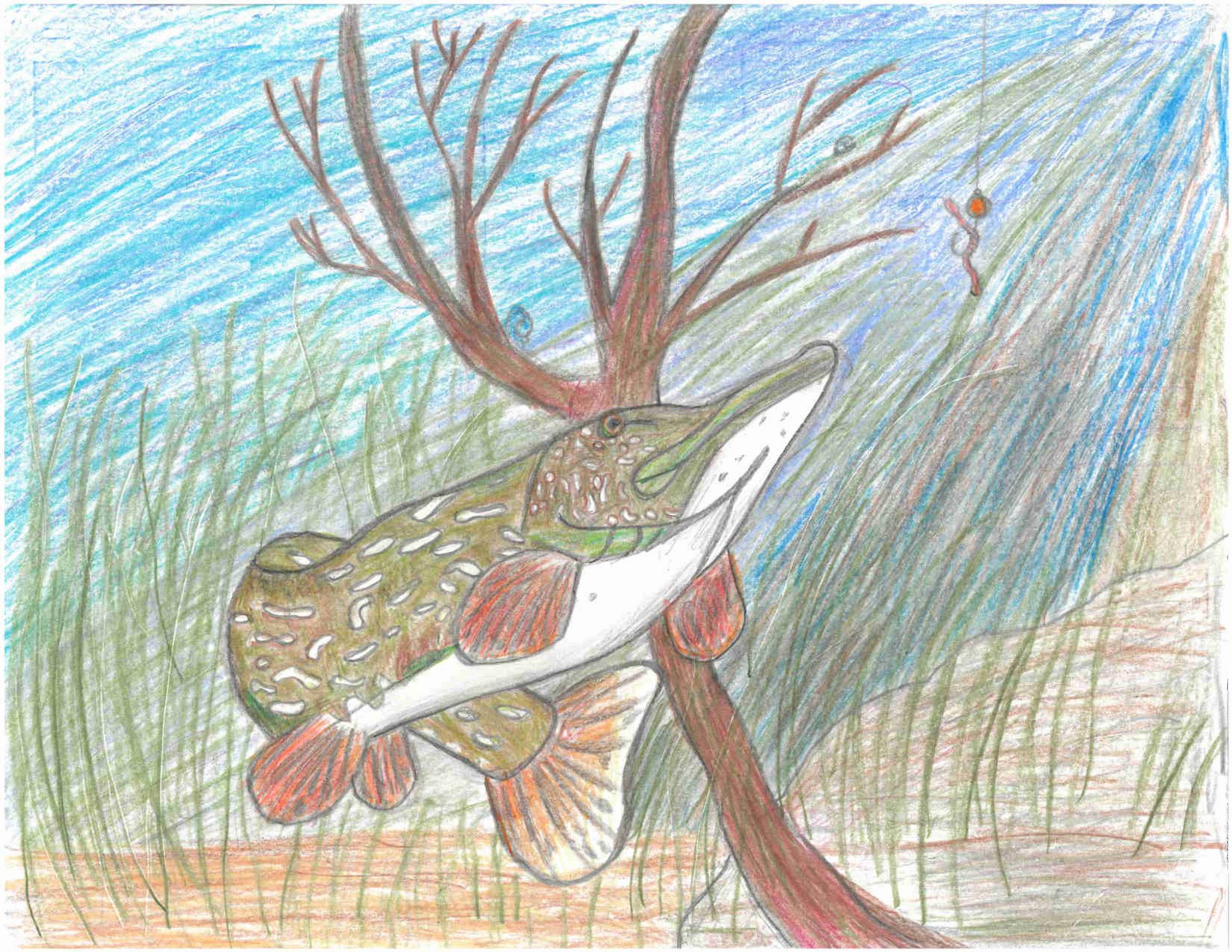 2022 Fish Artwork Contest Winners - Saskatchewan Wildlife Federation