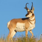 HK - Pronghorn Antelope
