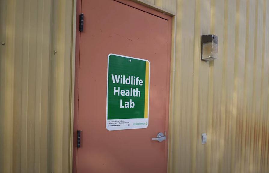 SWF Welcomes Reinstatement of Provincial CWD Testing Program