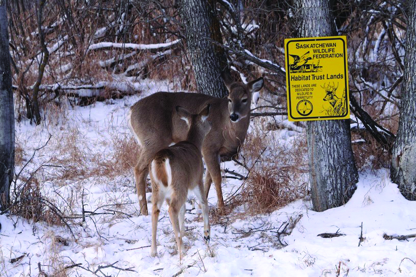SWF Stunned by Provincial Government’s Termination of CWD Testing Program