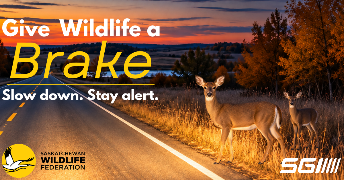 SGI and Saskatchewan Wildlife Federation remind drivers to Give Wildlife a Brake